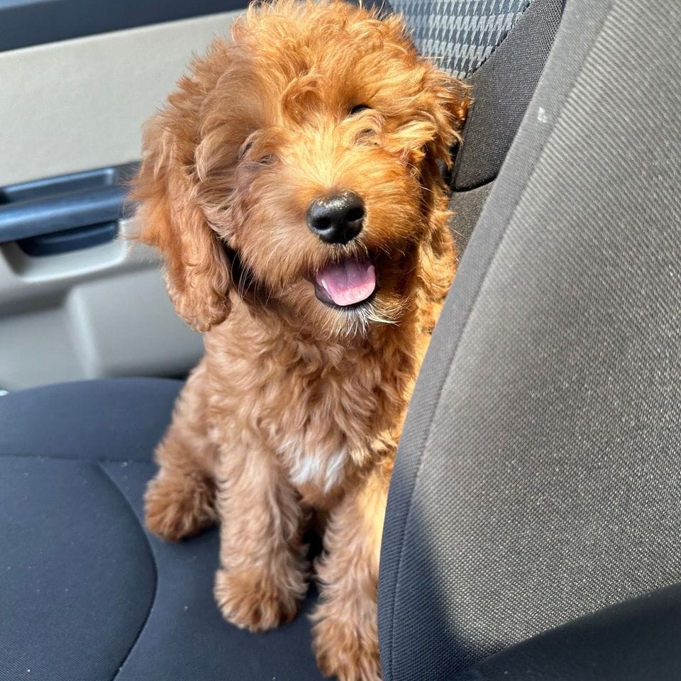 A grown red Mini Goldendoodle sitting up on a car seat, tongue out