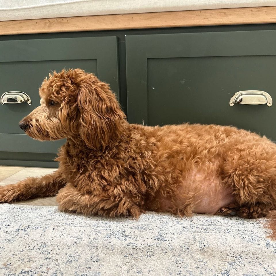 A grown red Mini Goldendoodle lying on a kitchen rug