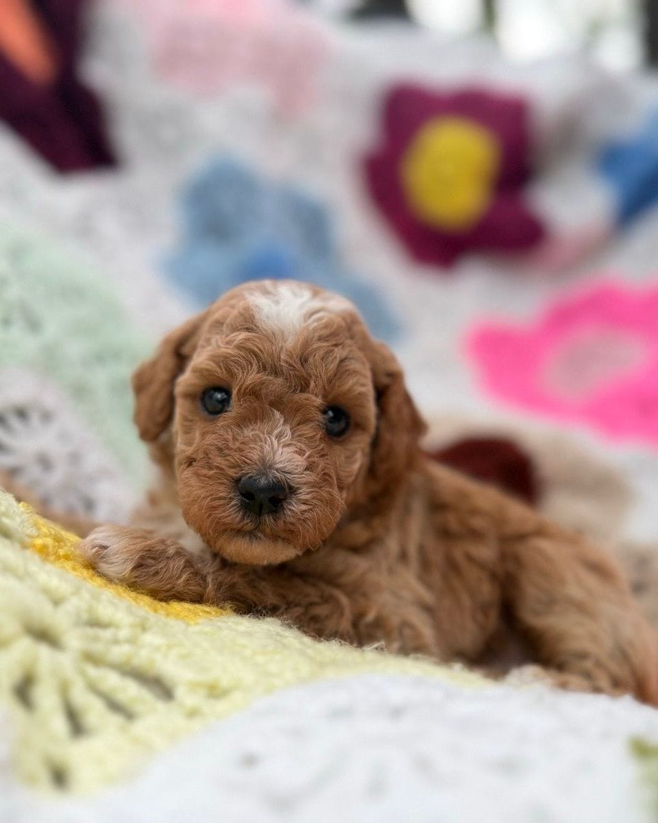 Duchess, an apricot Mini Goldendoodle puppy from Ginger’s Six