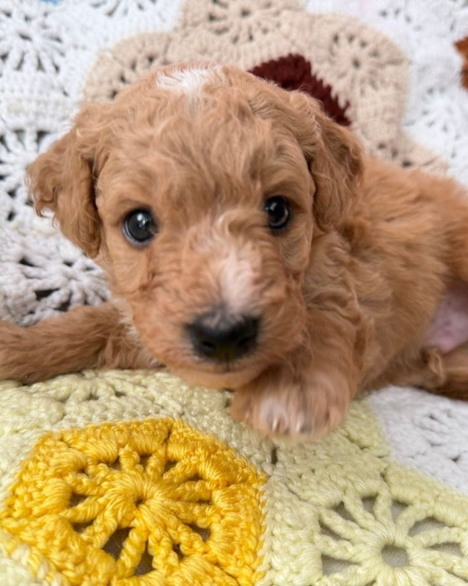 Harry, an apricot Mini Goldendoodle puppy from Ginger’s Six