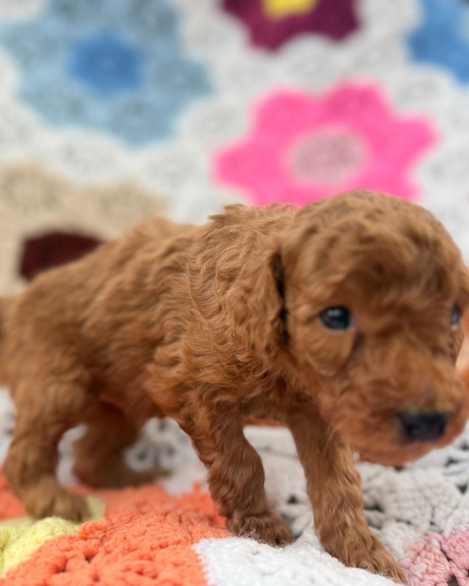 Kingsley, a red Mini Goldendoodle puppy from Lacey’s Seven