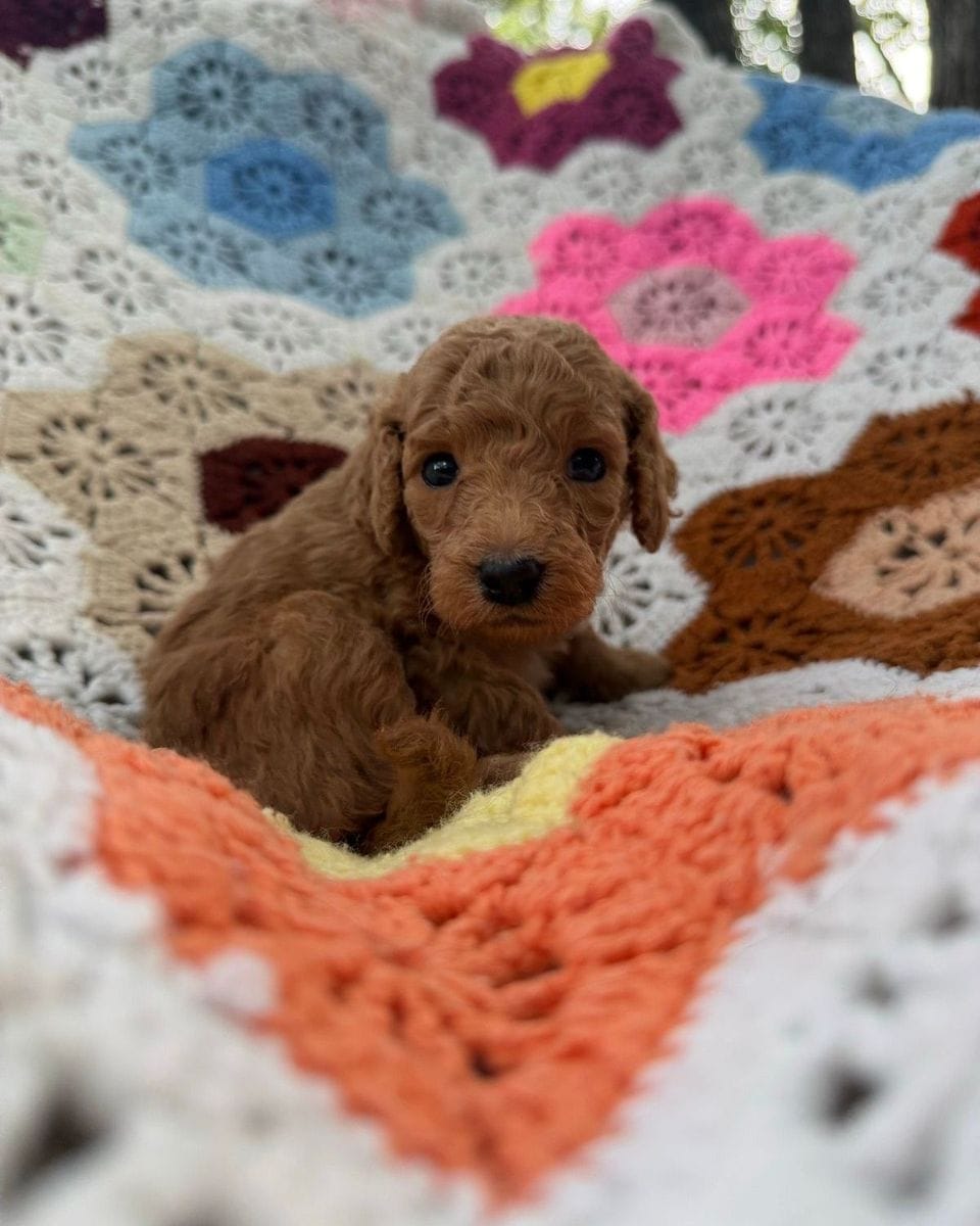 Lorenzo, a red Mini Goldendoodle puppy from Lacey’s Seven