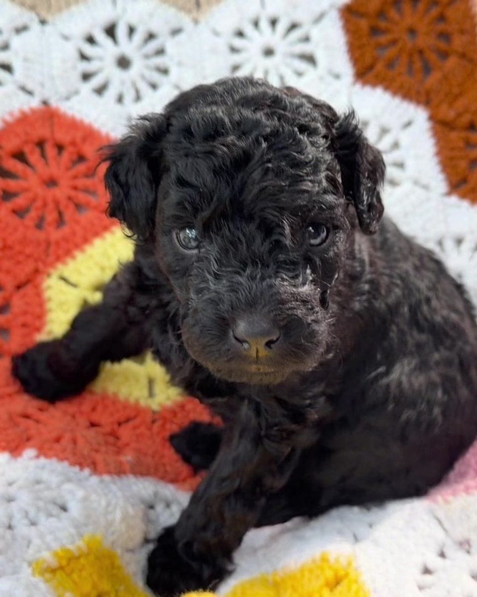 Mr. Midnight, a black Mini Goldendoodle puppy from Lacey’s Seven