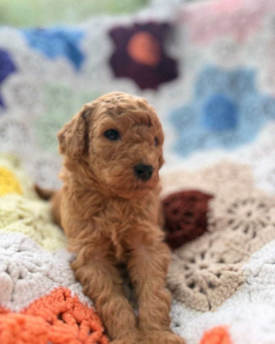 Mr. Peanutbutter, a gold Mini Goldendoodle puppy from Ginger’s Six