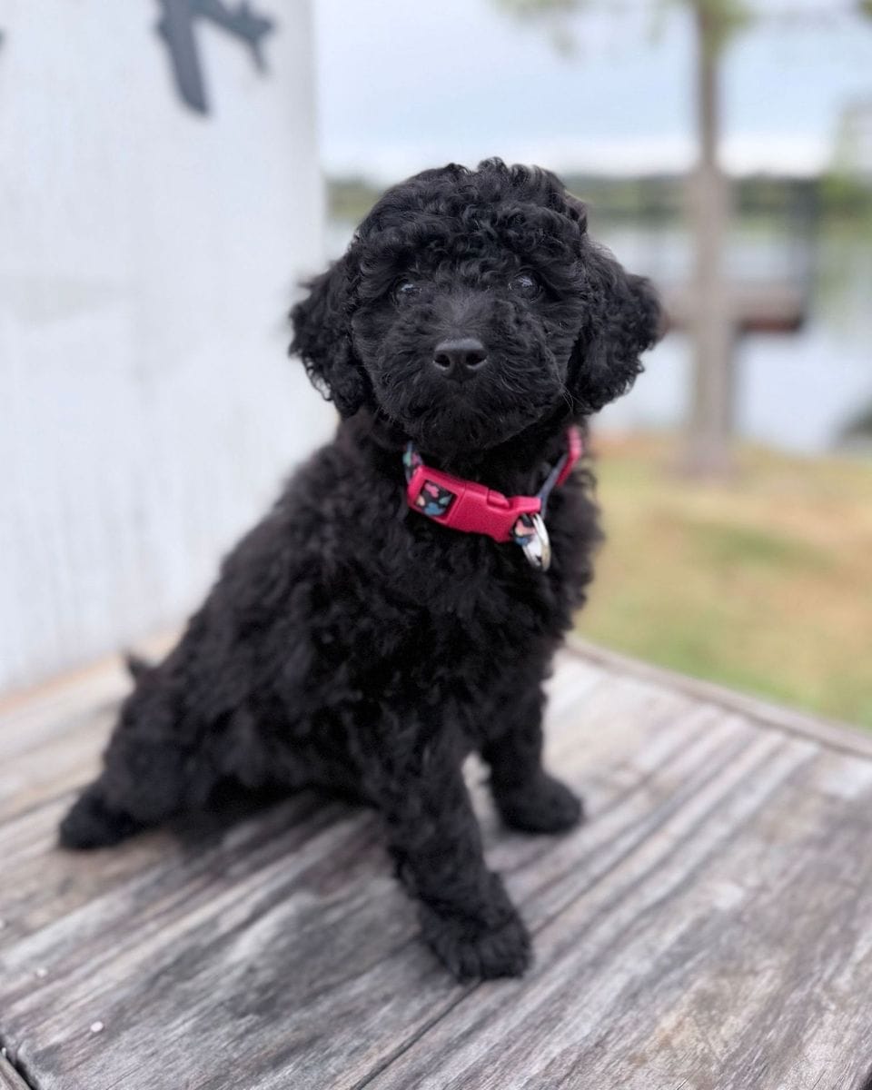 Perrine, a black Mini Goldendoodle puppy from Lacey’s Seven
