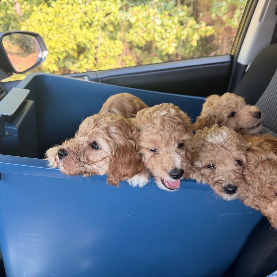 Five puppies looking out of the blue bin on the car seat