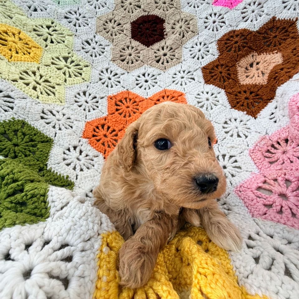 An apricot puppy on the crochet blanket