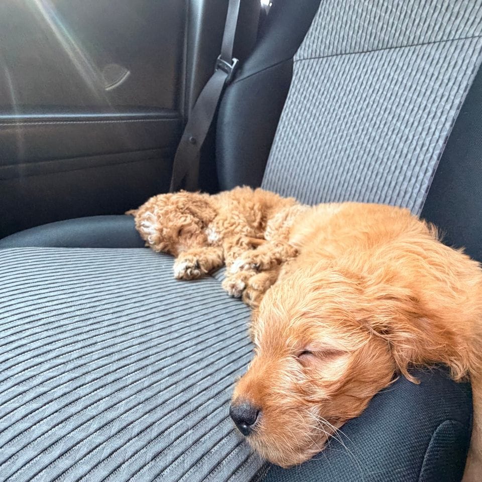 A puppy asleep on the car seat