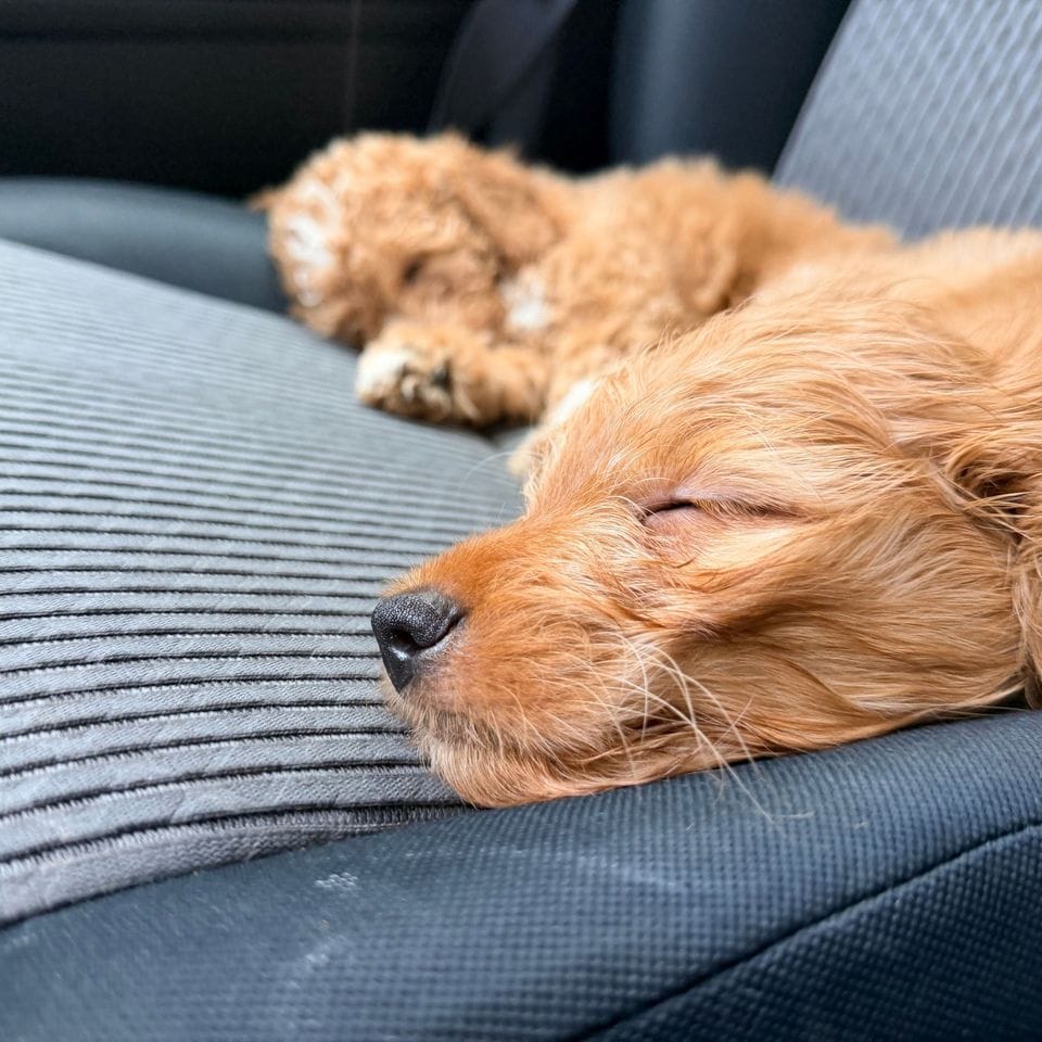 A puppy asleep on the gray seat