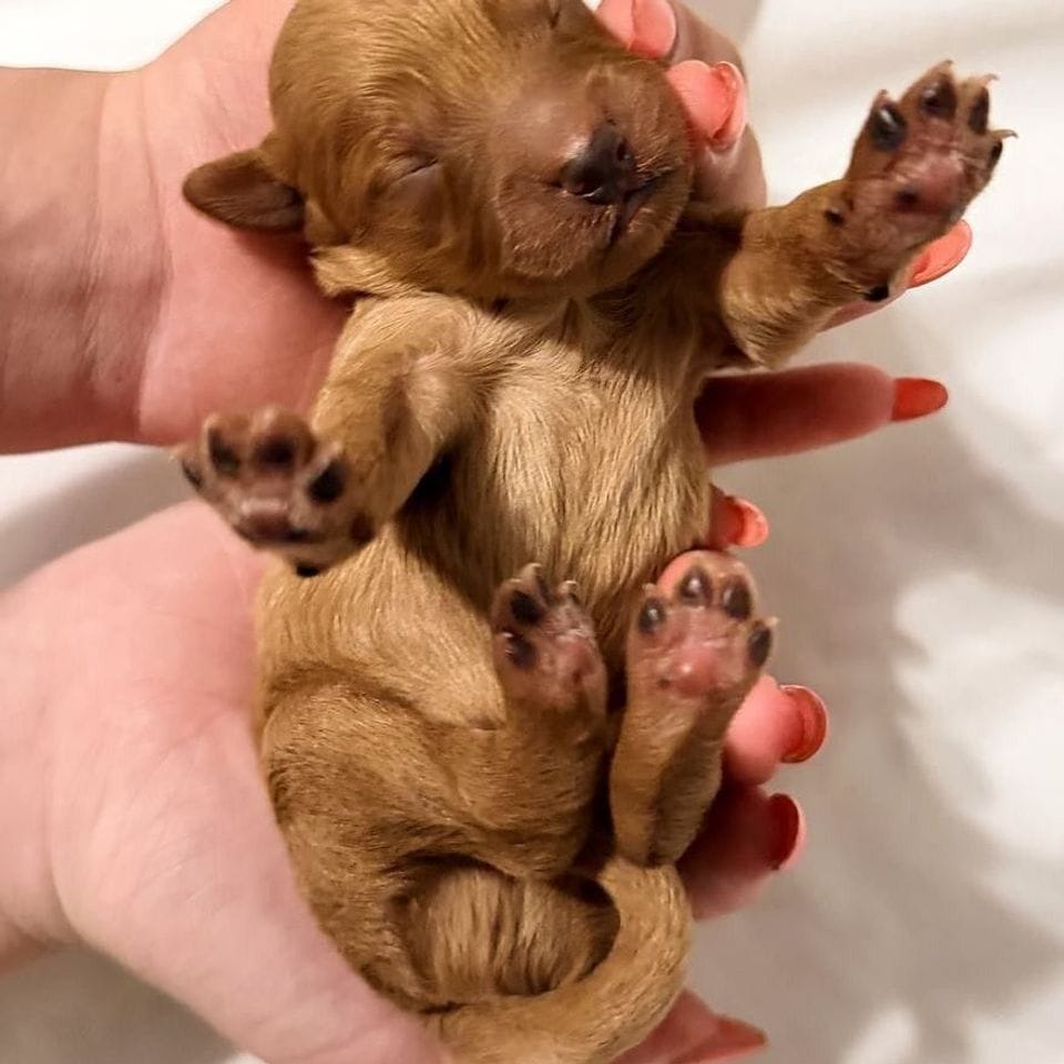 Two newborn apricot Mini Goldendoodle puppies, Thomas O’Malley and Toulouse, asleep in Damaris’s hands