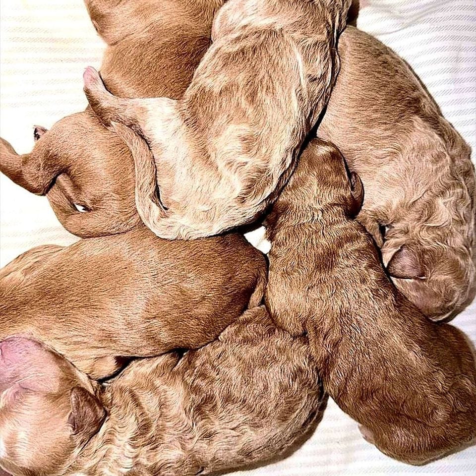 A pile of sleeping Mini Goldendoodle puppies