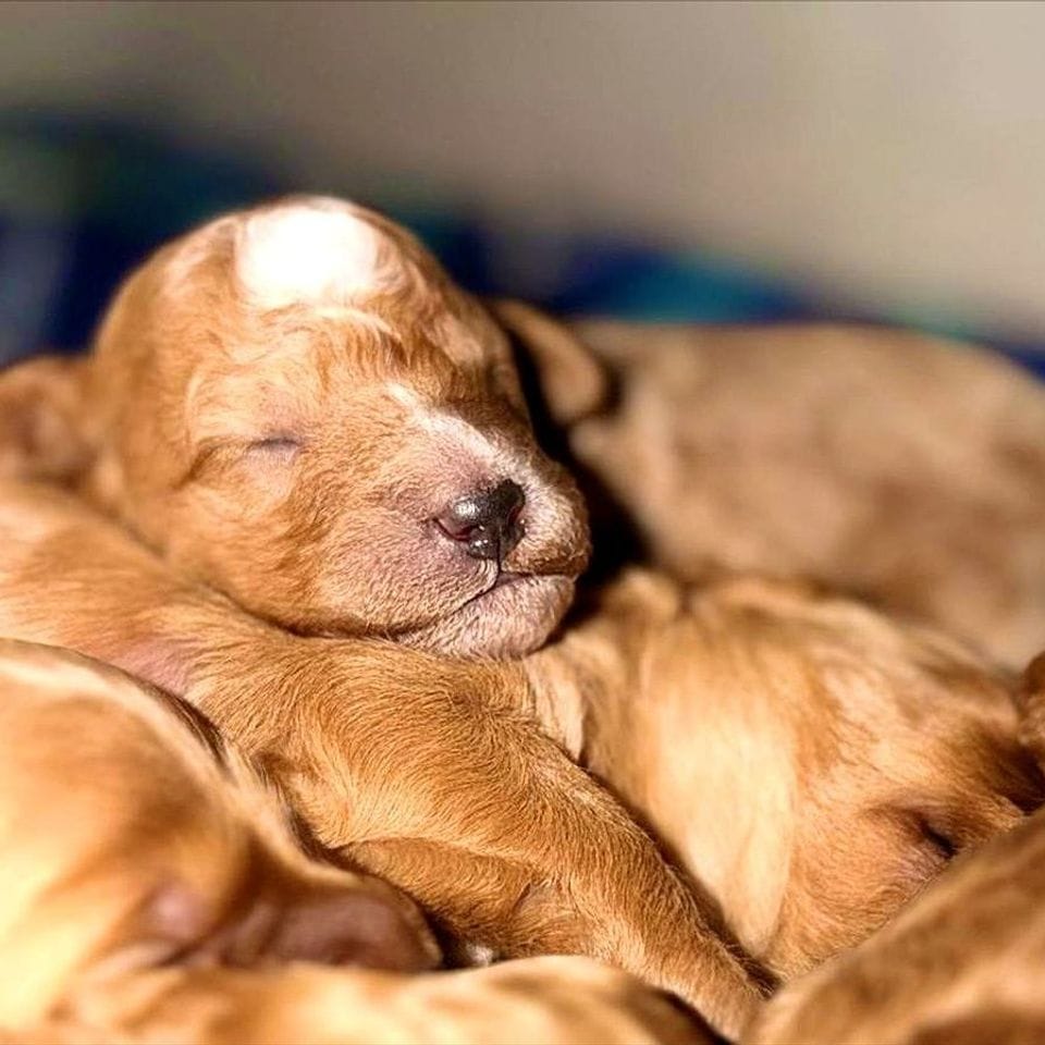 A newborn Mini Goldendoodle puppy asleep