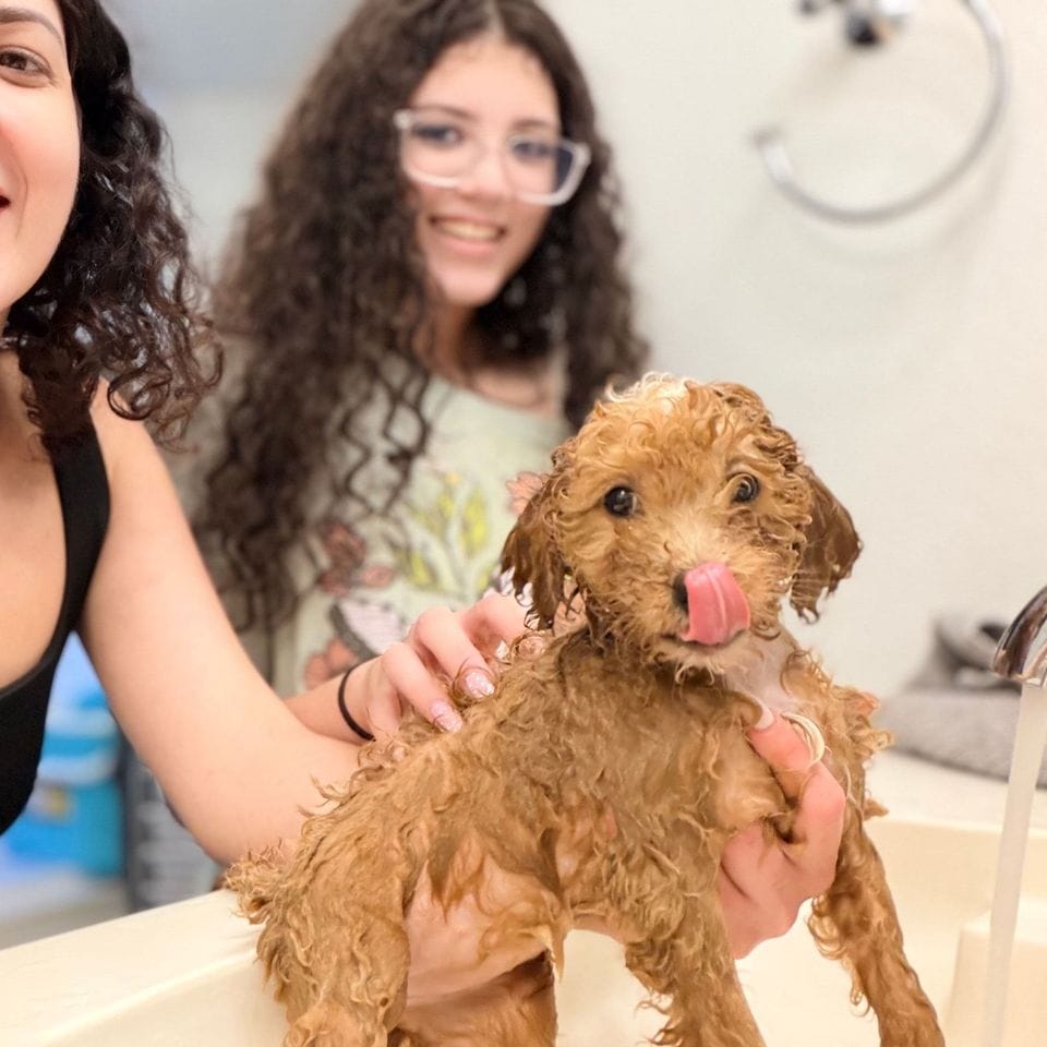 Duchess, wet from her bath, held up by Damaris before she went home