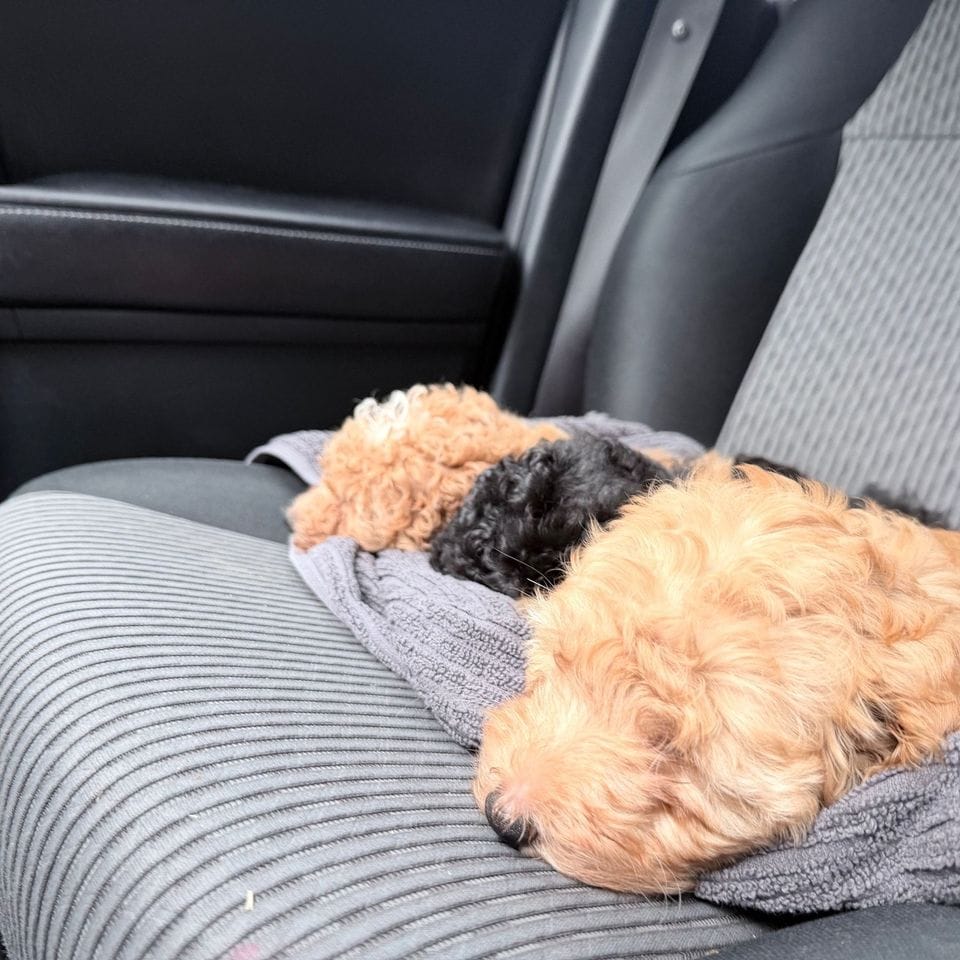 Three puppies asleep on a gray towel on the back seat, on the way home from the park