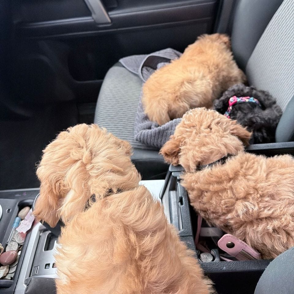 Three puppies on the back seat of the car, two apricot and one black, on the way to the park