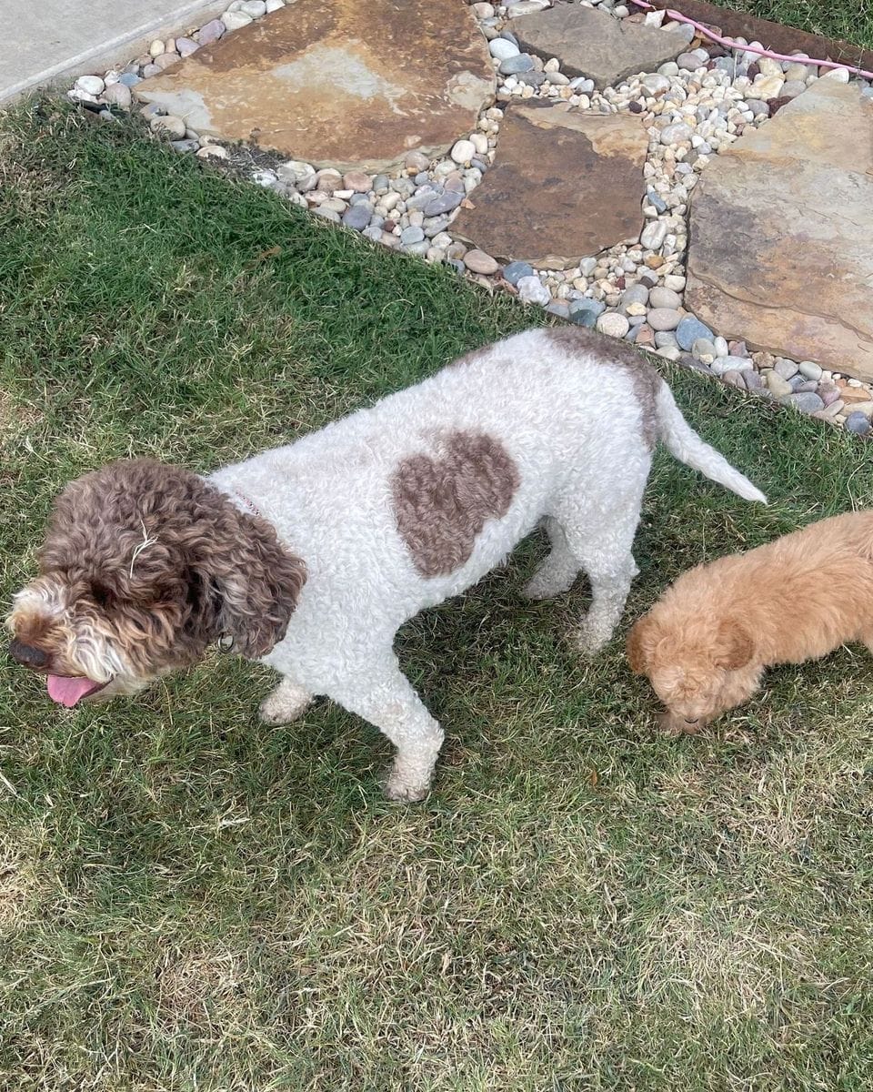 Clementine, an apricot Mini Goldendoodle puppy, trotting across a lawn beside her new family's brown-and-white dog