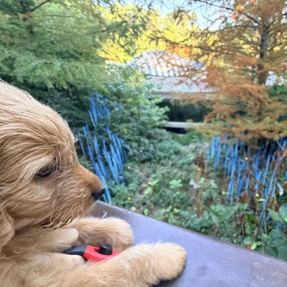 Thomas O’Malley looking out at the blue Chihuly glass reeds at Crystal Bridges