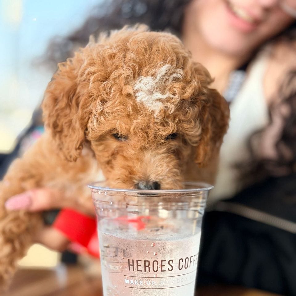 A red Mini Goldendoodle puppy with a white blaze sniffing a cup of ice water at a coffee shop in downtown Bentonville