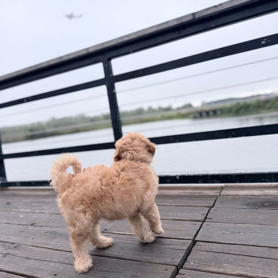 Toulouse on the dock at Thaden Field, watching a plane come in over the lake