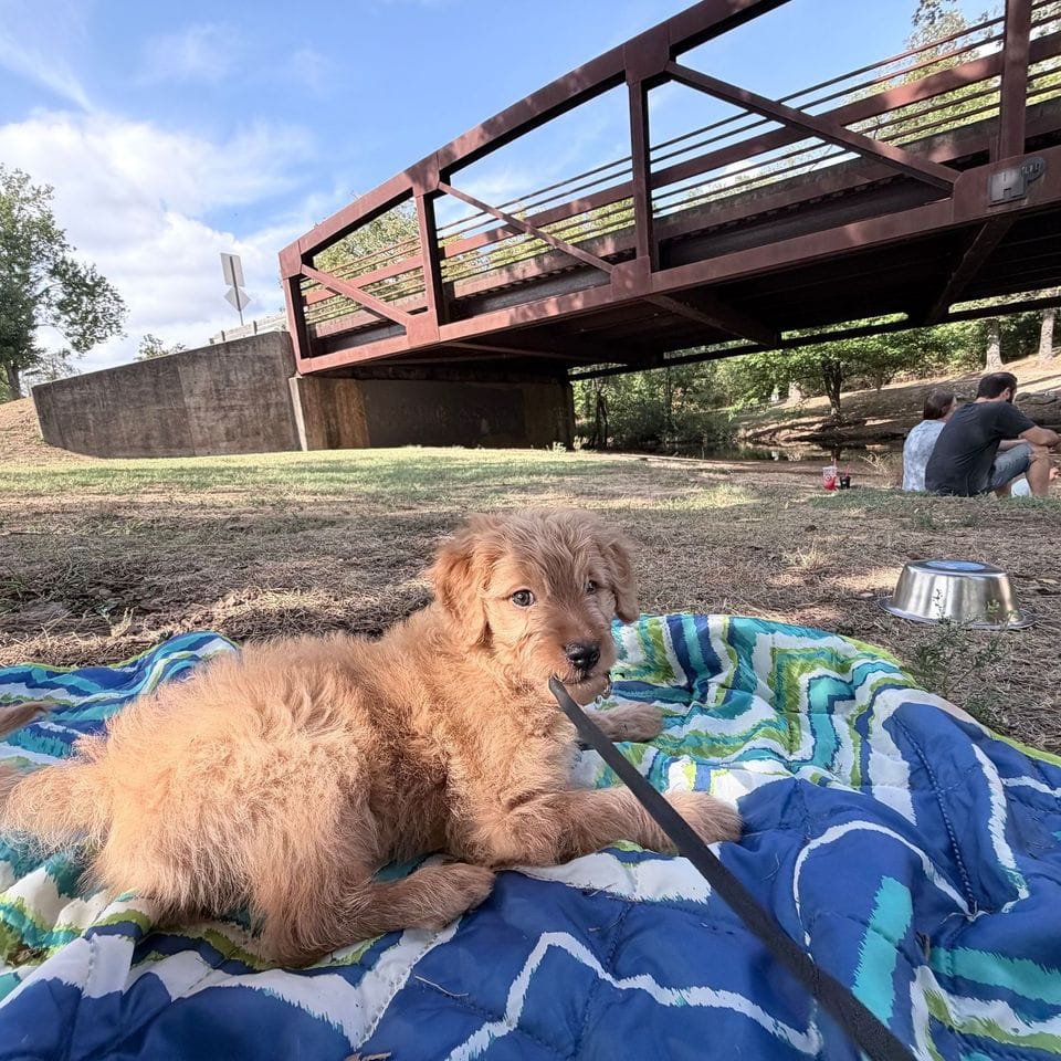 Thomas O’Malley lying on a picnic blanket under the bridge at Horsebarn Park in Rogers