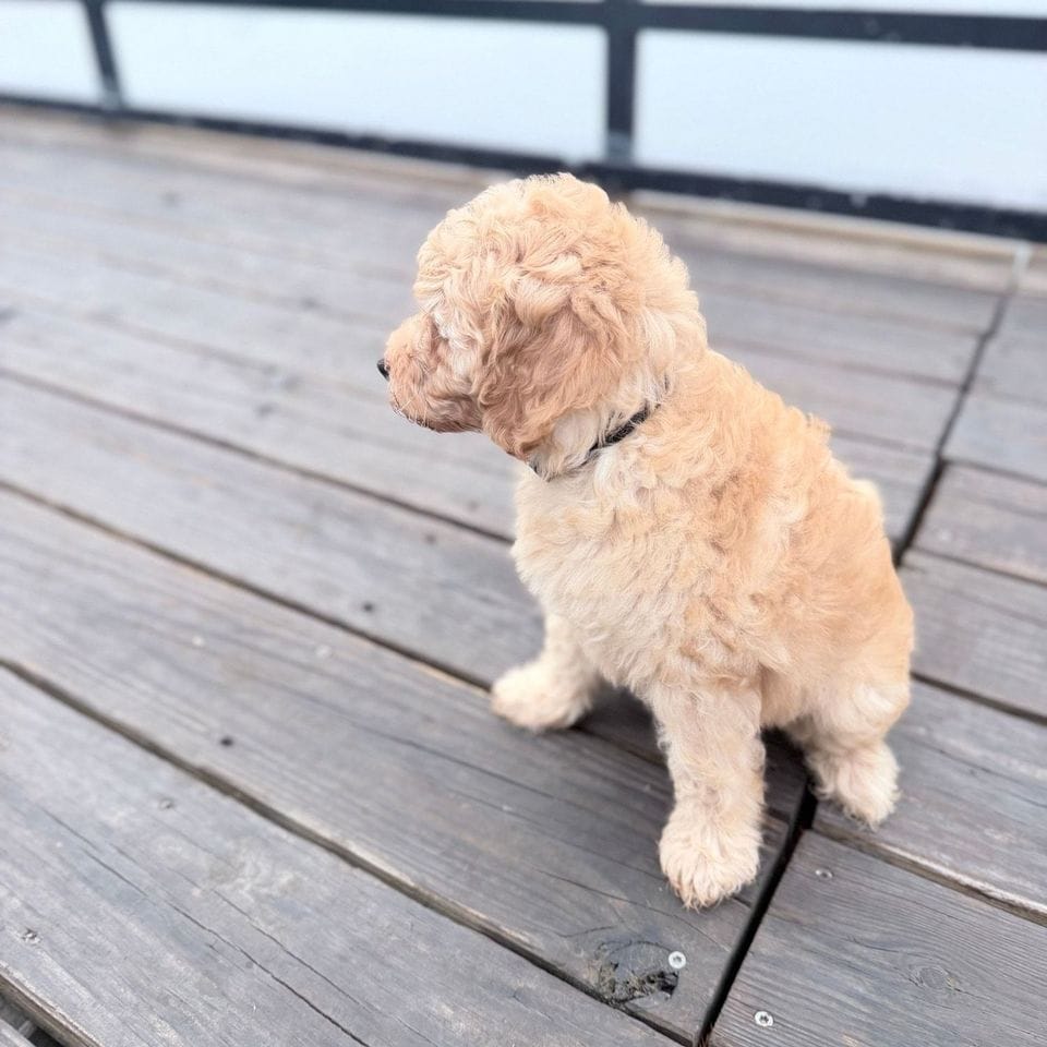 Toulouse, an apricot Mini Goldendoodle puppy, standing on the dock at Thaden Field with the lake behind her