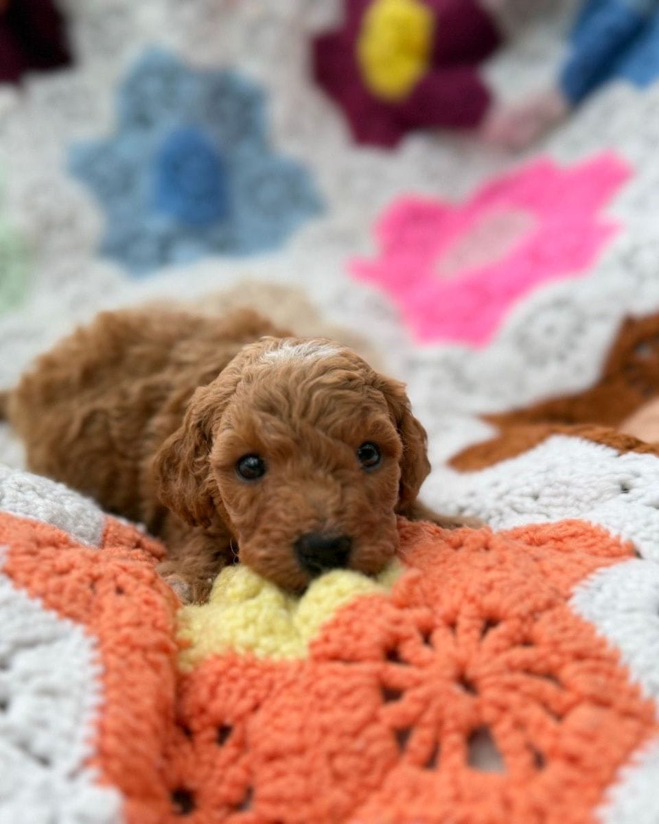 Zorah, an apricot Mini Goldendoodle puppy from Ginger’s Six
