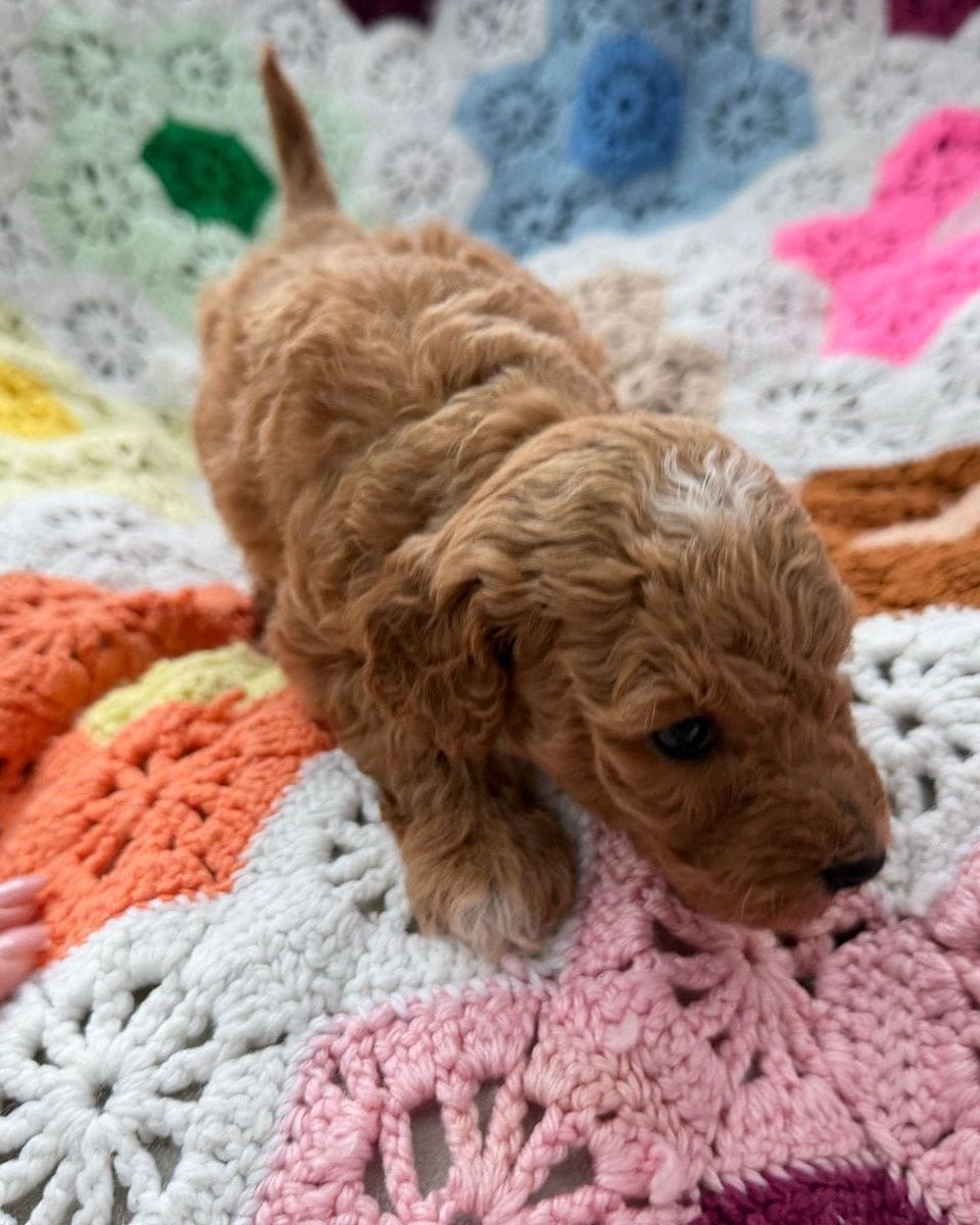 Zorah, an apricot Mini Goldendoodle puppy from Ginger’s Six